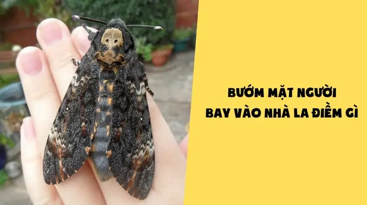 Lá Rơi Vào Người Là Điềm Gì