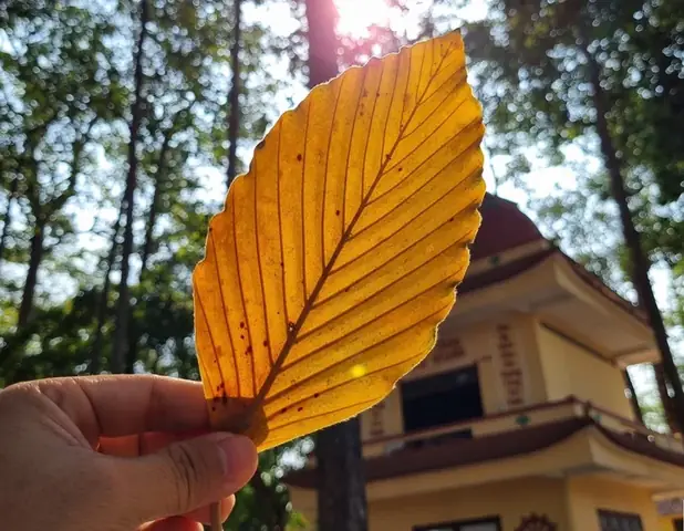 Lá Vàng Rơi Vào Người Là Điềm Gì