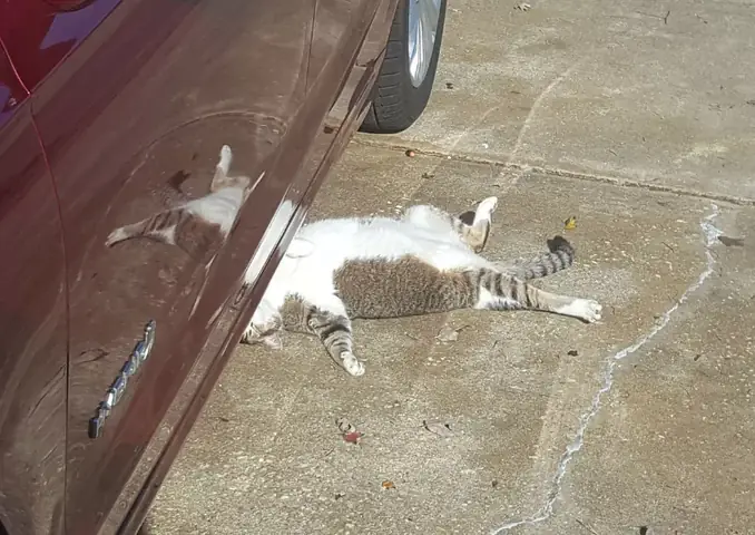 Mèo Chết Trước Nhà Có Điềm Gì