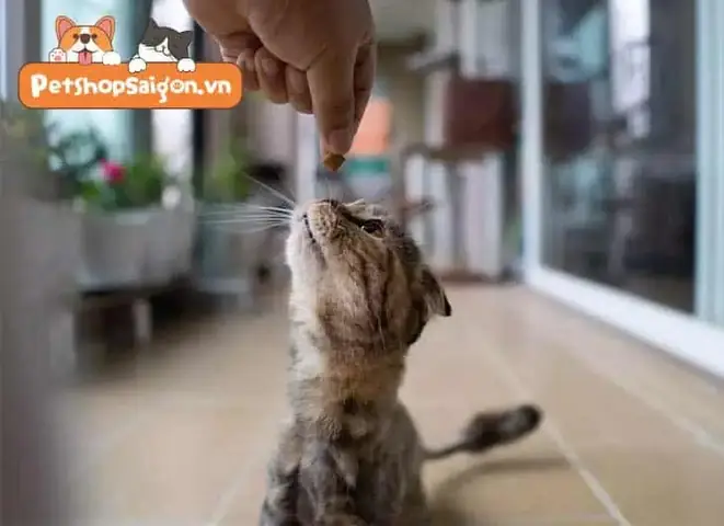 Mèo Đi Theo Người La Điềm Gì