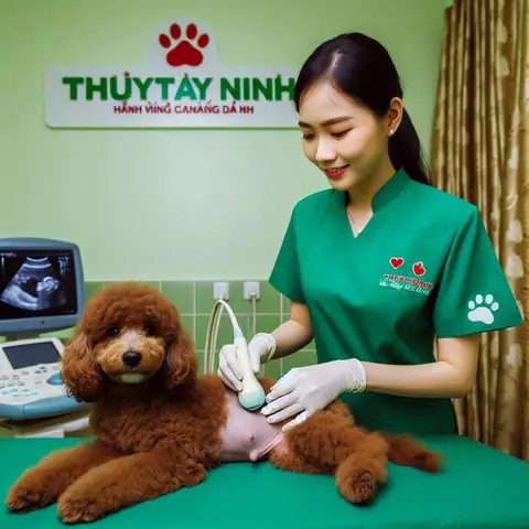 Mèo Hoang Kêu Gào Ban Đêm Là Điềm Gì
