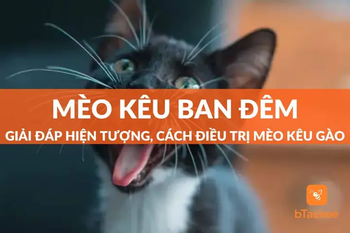 Mèo Hoang Kêu Gào Ban Đêm Là Điềm Gì Mèo Hoang Kêu Gào Ban Đêm Là Điềm Gì
