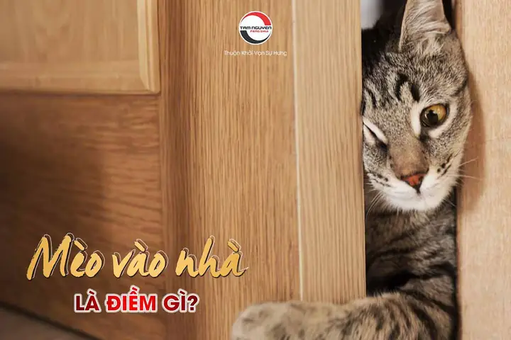 Mèo Hoang Vào Nhà La Điềm Gì
