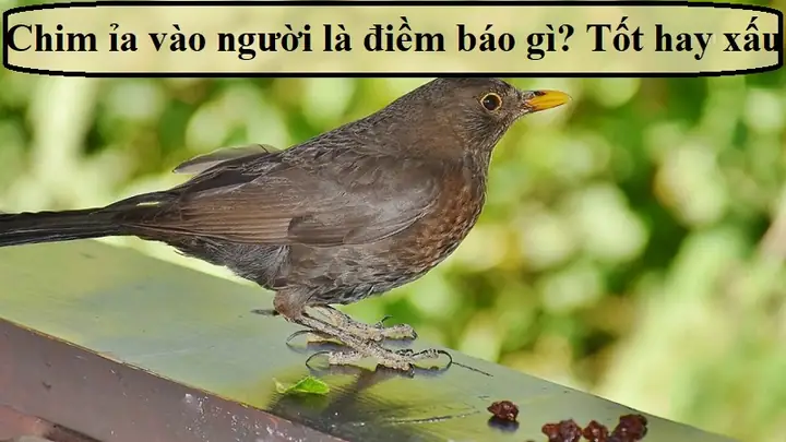 Mèo Ỉa Trong Nhà Điềm Báo Gì