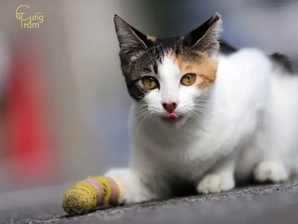 Mèo Tam Thể Vào Nhà Là Điềm Gì Mèo Tam Thể Vào Nhà Là Điềm Gì