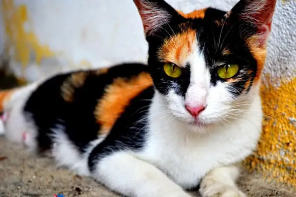 Mèo Tam Thể Vào Nhà Là Điềm Gì Mèo Tam Thể Vào Nhà Là Điềm Gì