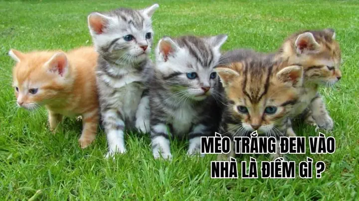 Mèo Trắng Đen Vào Nhà La Điềm Gì