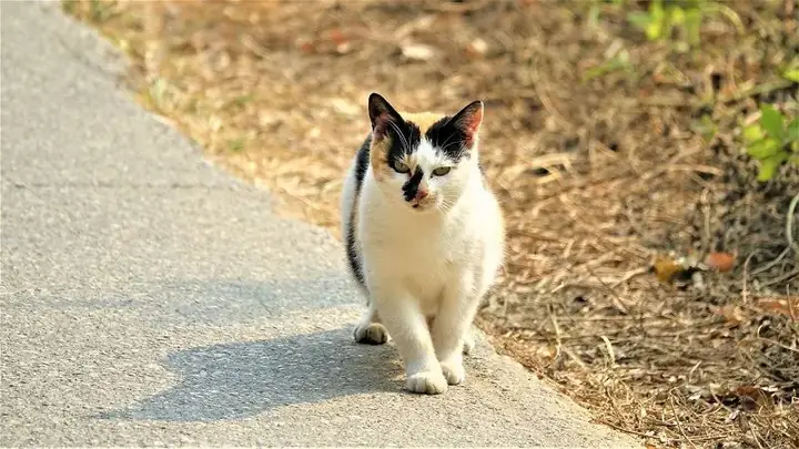 Mèo Trắng Đen Vào Nhà La Điềm Gì
