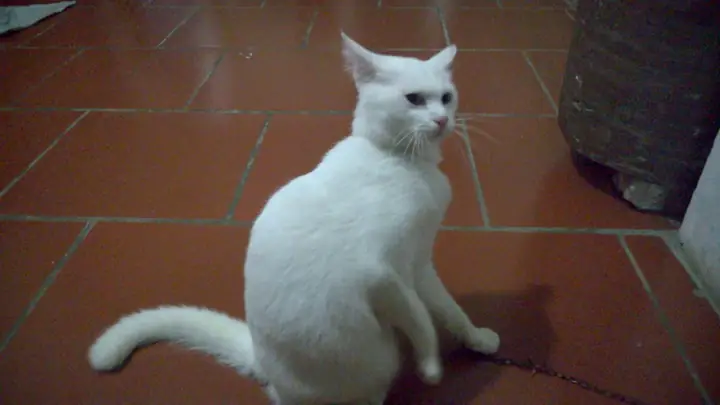 Mèo Trắng Đen Vào Nhà La Điềm Gì