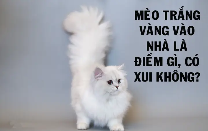 Mèo Trắng Vào Nhà Là Điềm Báo Gì