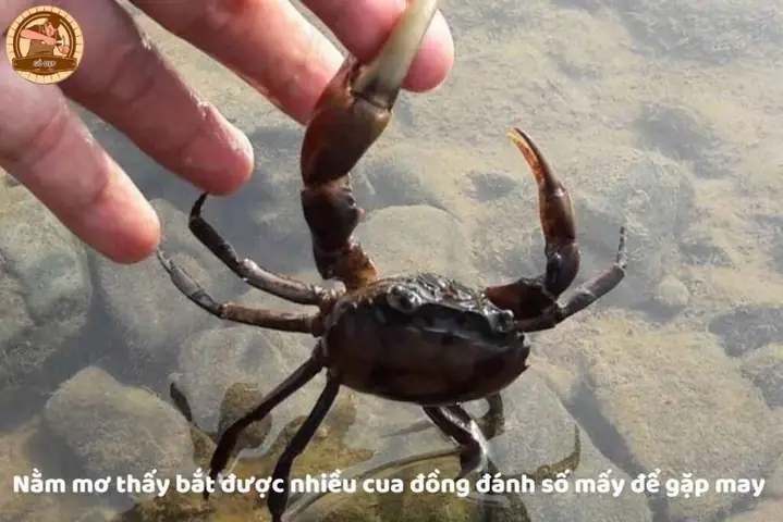 Mơ Bắt Được Nhiều Cua Đánh Con Gì