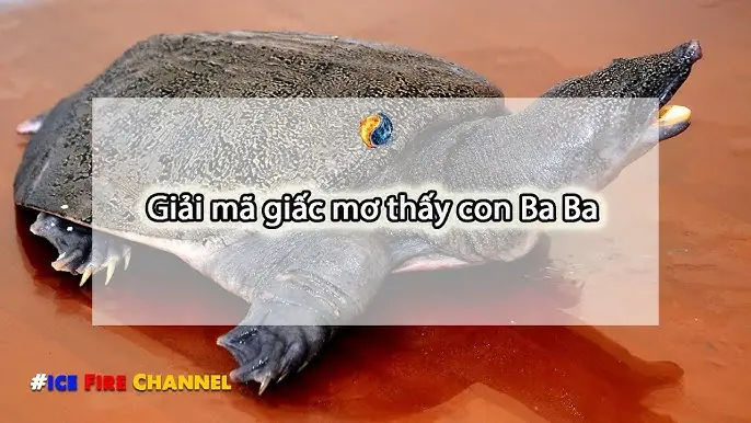 Mơ Làm Thịt Ba Ba Đánh Con Gì Mơ Làm Thịt Ba Ba Đánh Con Gì