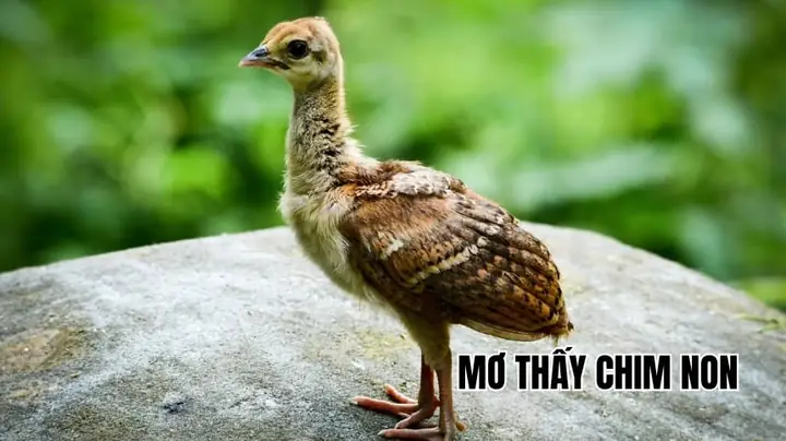 Mơ Thấy 2 Con Chim Non Đánh Con Gì