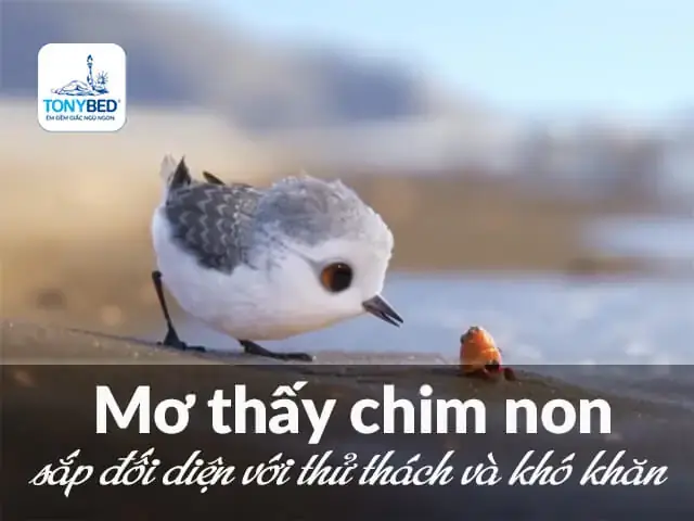 Mơ Thấy 2 Con Chim Non Đánh Con Gì