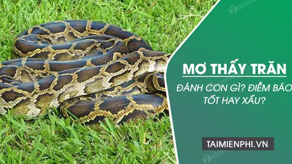 Mơ Thấy 2 Con Trăn Đánh Số Gì