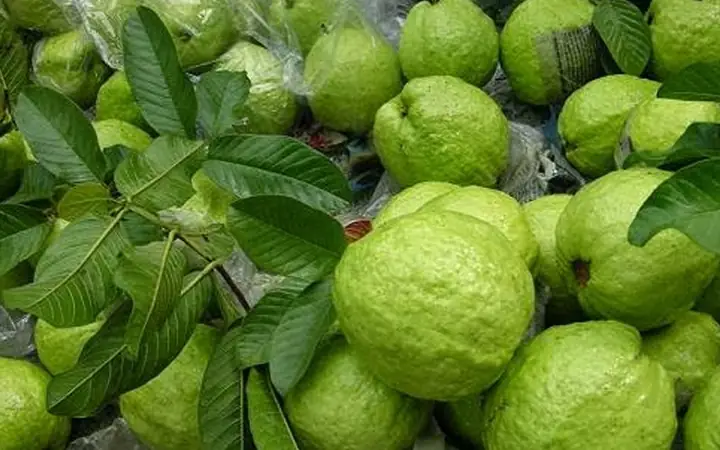 Mơ Thấy 2 Quả Ổi Đánh Con Gì Mơ Thấy 2 Quả Ổi Đánh Con Gì