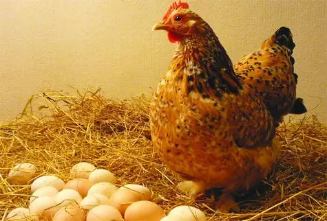 Mơ Thấy 2 Quả Trứng Đánh Con Gì