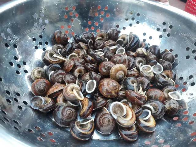 Mơ Thấy Ăn Ốc Luộc Đánh Con Gì