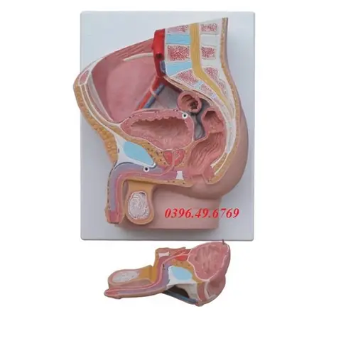 Mơ Thấy Bộ Phận Sinh Dục Của Mình Mơ Thấy Bộ Phận Sinh Dục Của Mình