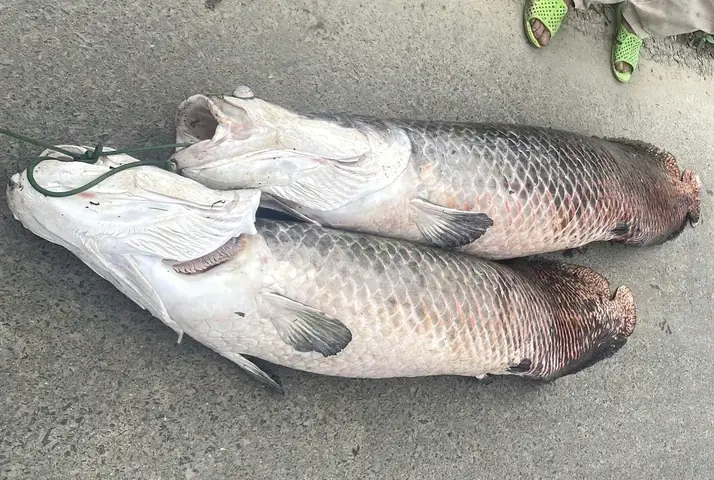 Mơ Thấy Cá Chết Nơi Trên Mặt Nước
