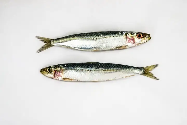 Mơ Thấy Cá Trắng Chết Đánh Con Gì Mơ Thấy Cá Trắng Chết Đánh Con Gì