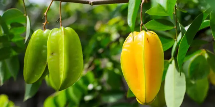 Mơ Thấy Cây Sai Quả Đánh Con Gì Mơ Thấy Cây Sai Quả Đánh Con Gì