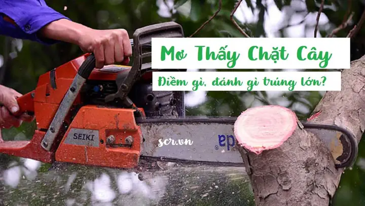 Mơ Thấy Chặt Cây Tre Đánh Con Gì