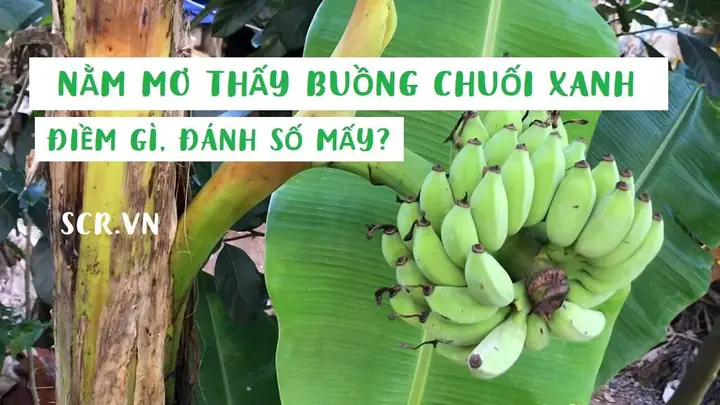 Mơ Thấy Chặt Cây Tre Đánh Con Gì