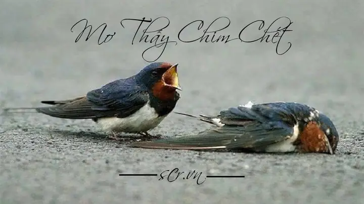 Mơ Thấy Chim Màu Đen Đánh Số Gì