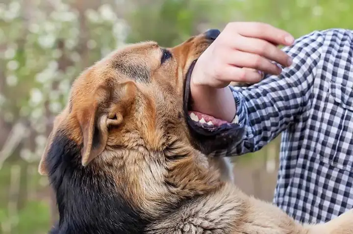 Mơ Thấy Chó Cắn La Điềm Gì