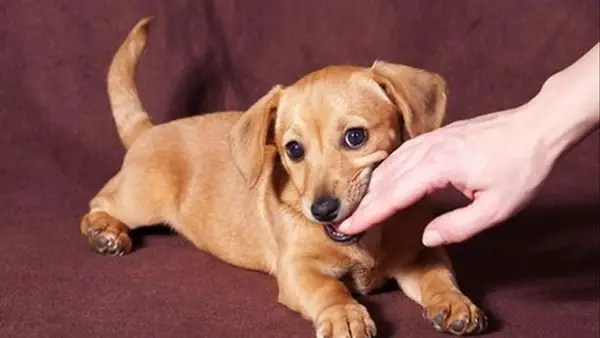 Mơ Thấy Chó Đen Cắn Vào Tay Đánh Con Gì