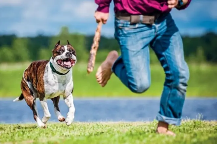 Mơ Thấy Chó Vàng Đuổi Cắn Đánh Con Gì