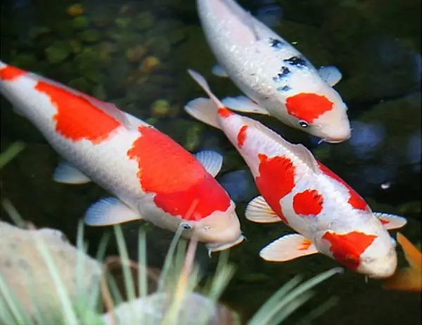 Mơ Thấy Con Cò Là Điềm Báo Gì