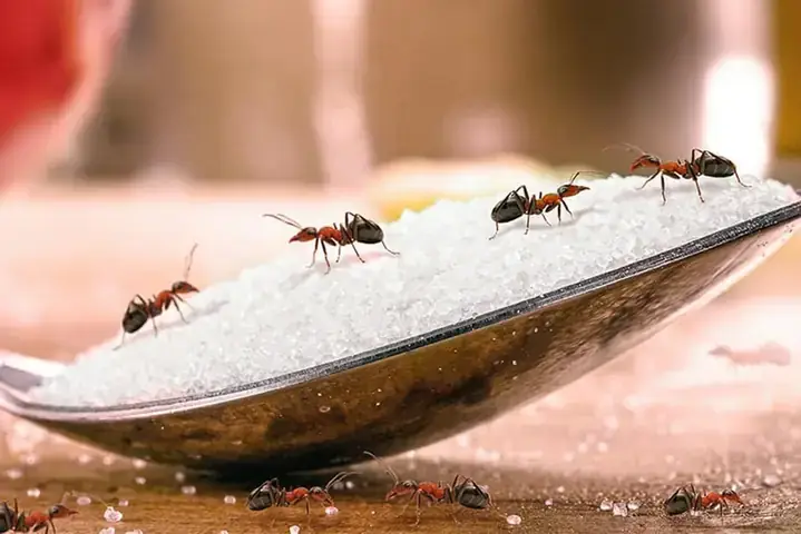 Mơ Thấy Con Lợn Đen Đánh De Con Gì Mơ Thấy Con Lợn Đen Đánh De Con Gì