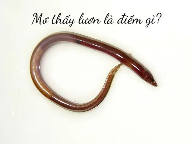 Mơ Thấy Con Lươn Là Điềm Báo Gì