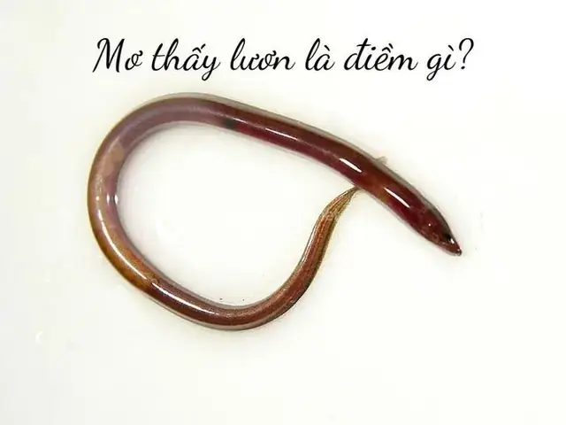 Mơ Thấy Con Lươn Là Điềm Báo Gì