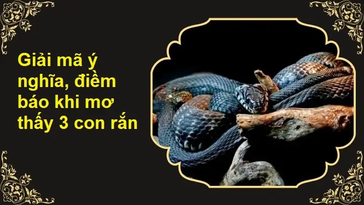 Mơ Thấy Con Rắn Là Điềm Báo Gì Mơ Thấy Con Rắn Là Điềm Báo Gì
