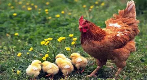 Mơ Thấy Đàn Gà Con Đánh Số Gì Mơ Thấy Đàn Gà Con Đánh Số Gì