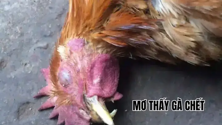 Mơ Thấy Gà Chết Có Điềm Báo Gì Mơ Thấy Gà Chết Có Điềm Báo Gì