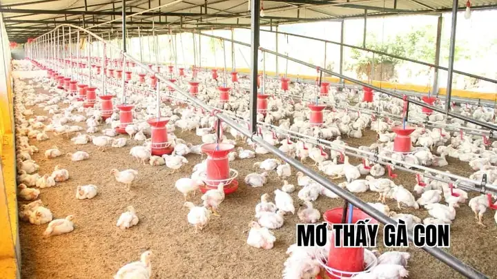 Mơ Thấy Gà Con Mới Nở Số May Mơ Thấy Gà Con Mới Nở Số May