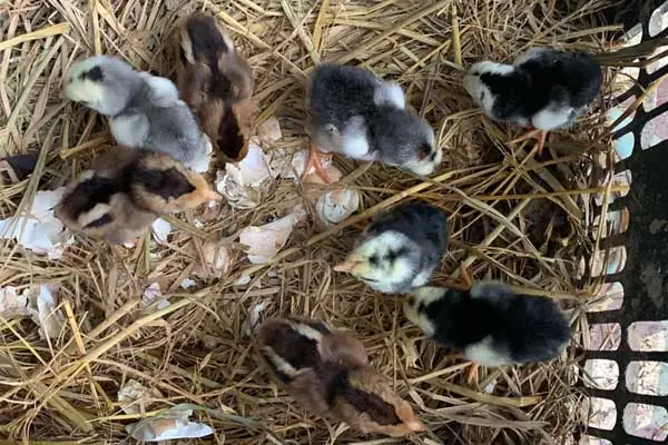 Mơ Thấy Gà Con Mới Nở Số May