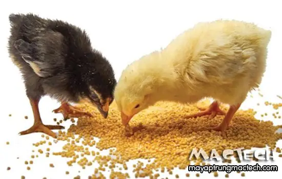 Mơ Thấy Gà Con Mới Nở Số May Mơ Thấy Gà Con Mới Nở Số May