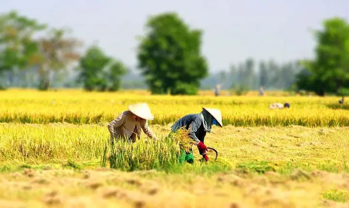 Mơ Thấy Gặt Lúa Chín Đánh Con Gì