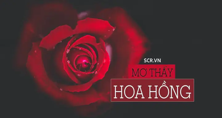 Mơ Thấy Hoa Hồng Đỏ Đánh Con Gì Mơ Thấy Hoa Hồng Đỏ Đánh Con Gì