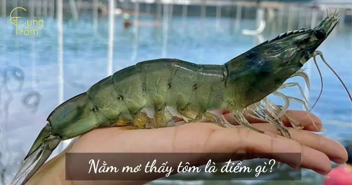 Mơ Thấy Mình Ăn Tôm Đánh Con Gì