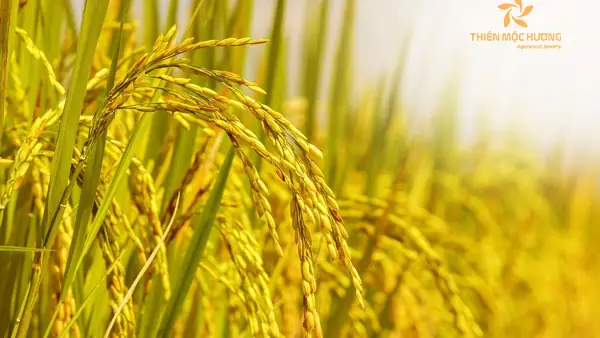 Mơ Thấy Mình Đi Gặt Lúa Đánh Đề Con Gì