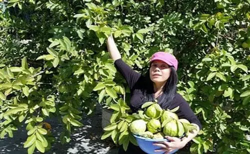 Mơ Thấy Mình Đi Hái Ổi Đánh Con Gì