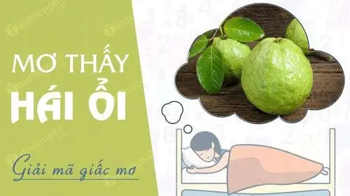 Mơ Thấy Mình Đi Hái Ổi Đánh Con Gì Mơ Thấy Mình Đi Hái Ổi Đánh Con Gì