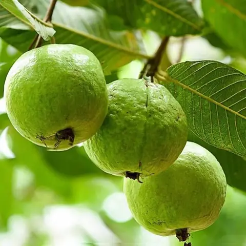 Mơ Thấy Mình Đi Hái Ổi Đánh Con Gì Mơ Thấy Mình Đi Hái Ổi Đánh Con Gì