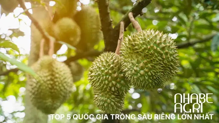 Mơ Thấy Mình Tức Giận Đánh Con Gì